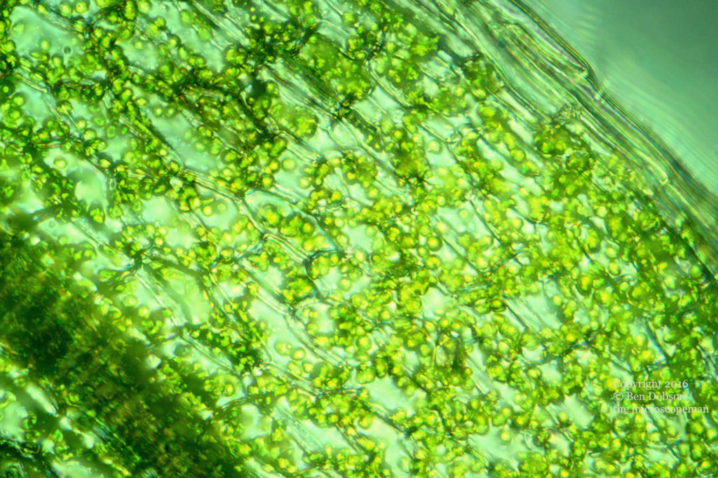Chloroplasts, moss leaf.