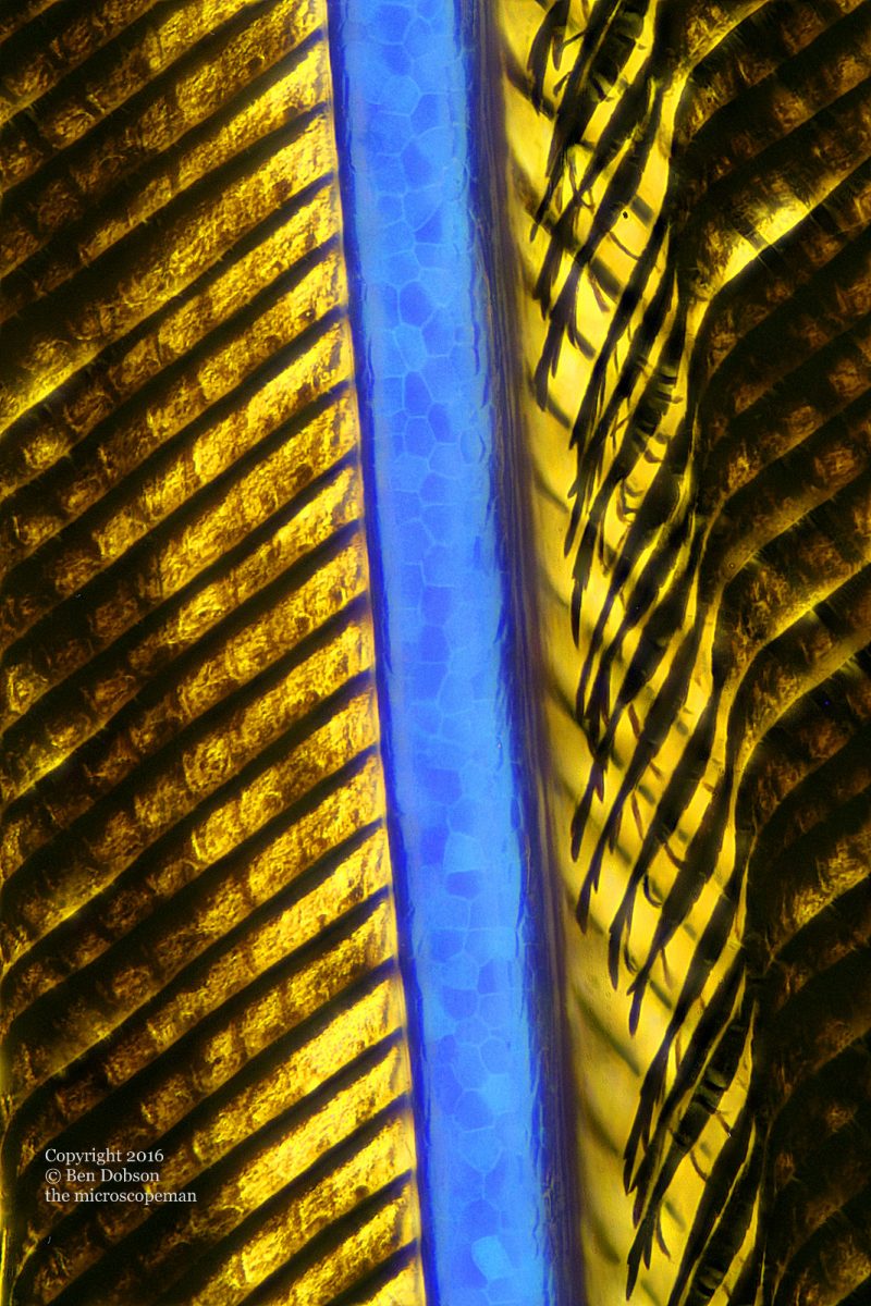 Blue and Gold Maccaw feather x400